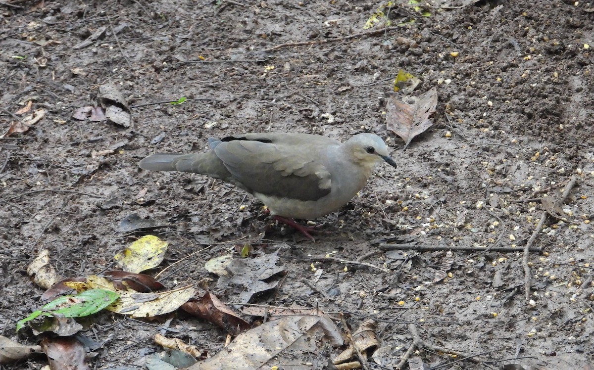 Gray-fronted Dove - ML610964102