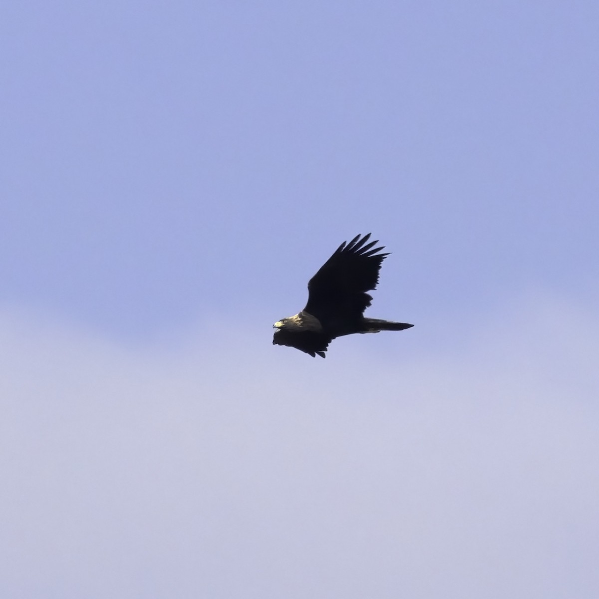 Golden Eagle - ML610964106