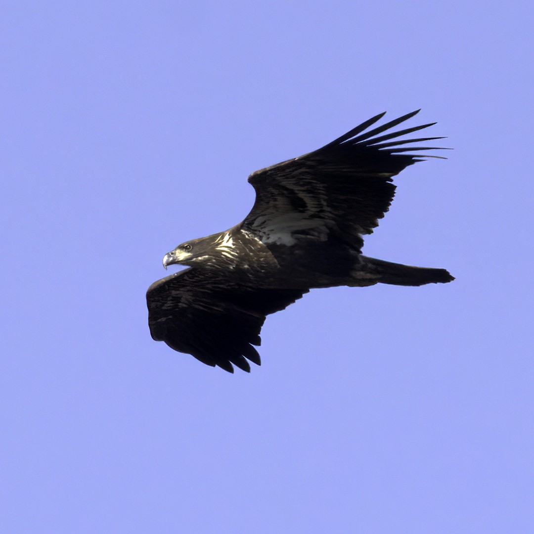 Bald Eagle - ML610964109