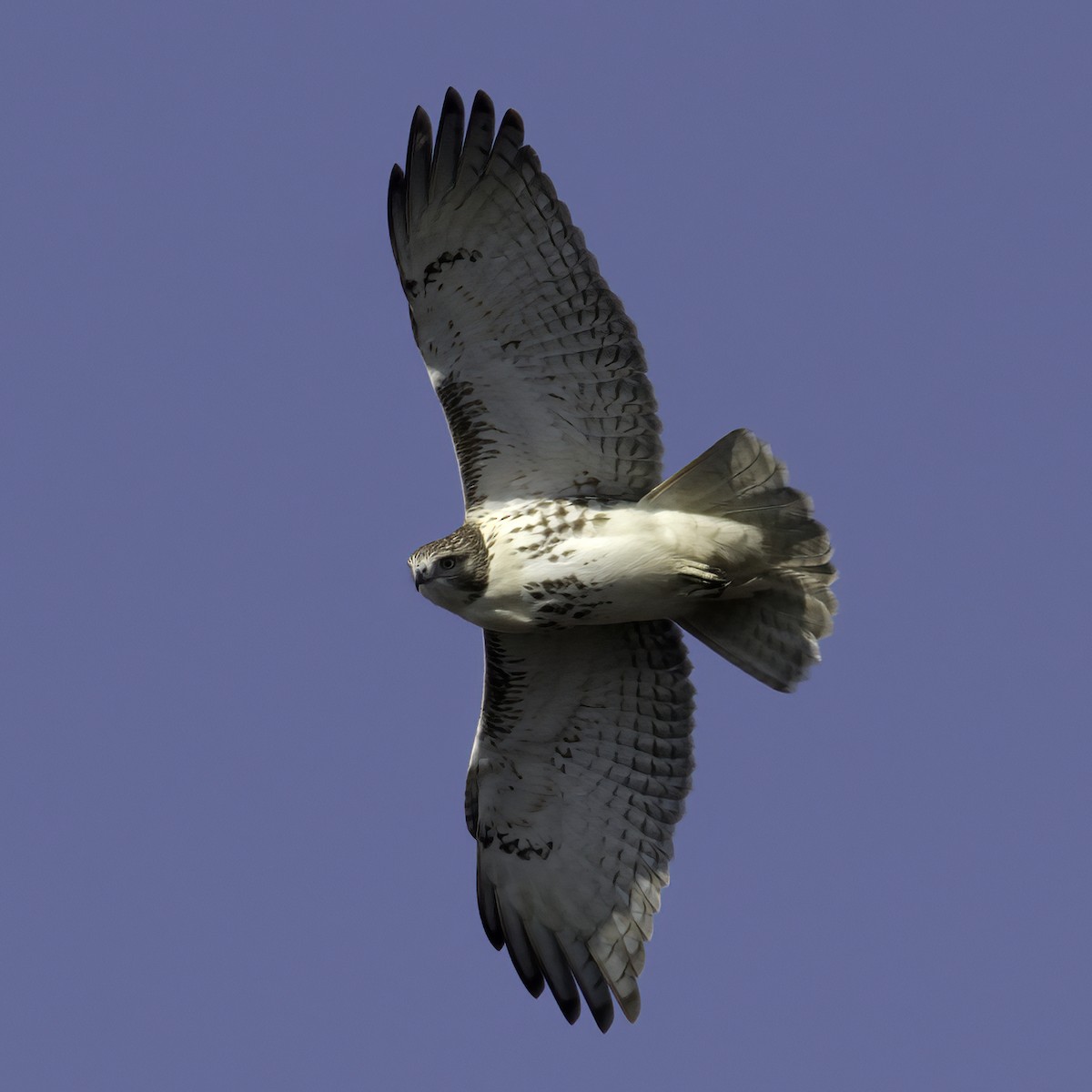 Red-tailed Hawk - ML610964111