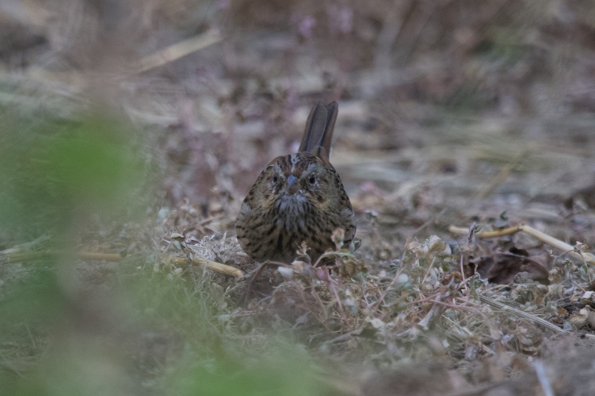 Lincoln's Sparrow - ML610964112