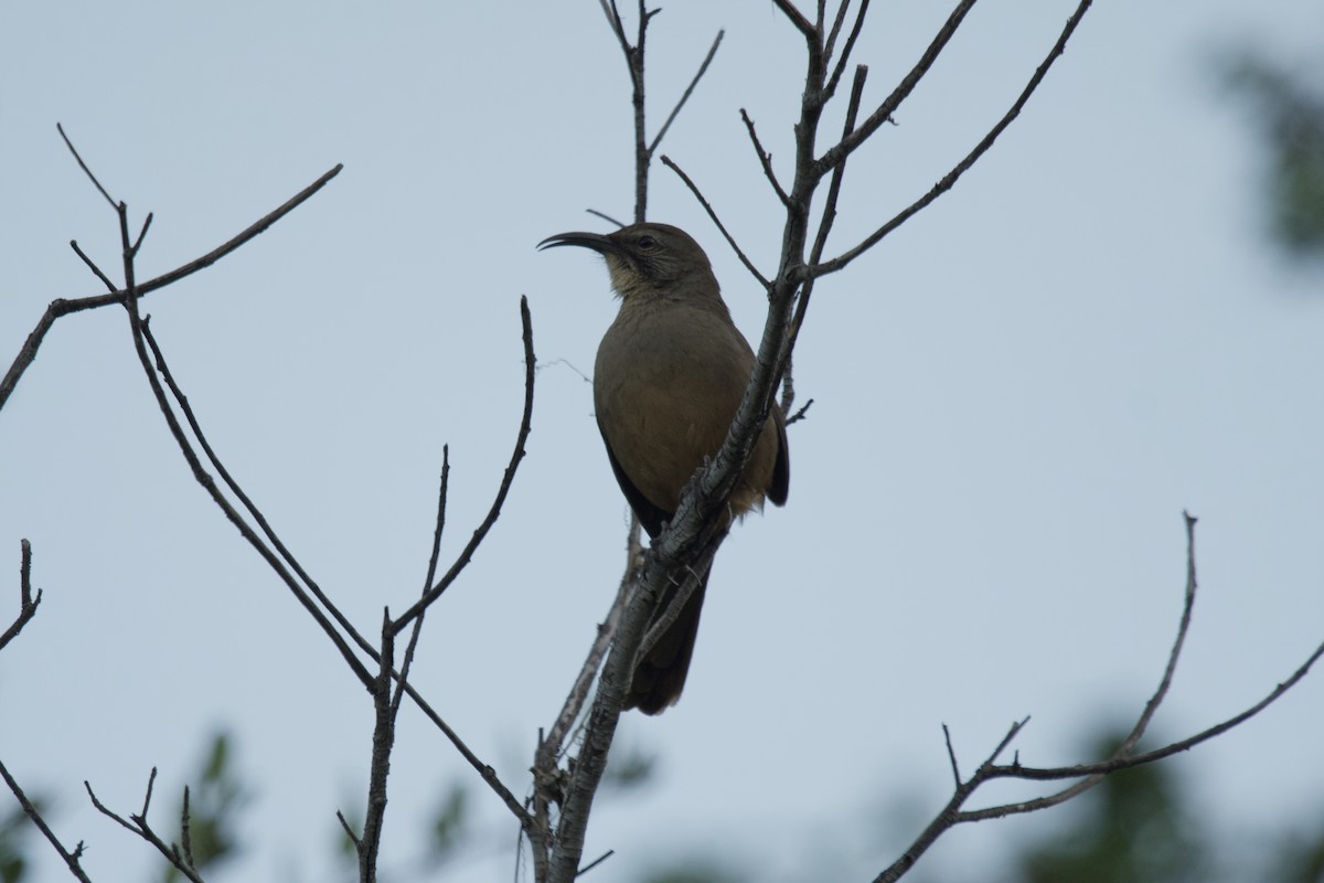 California Thrasher - ML610964113