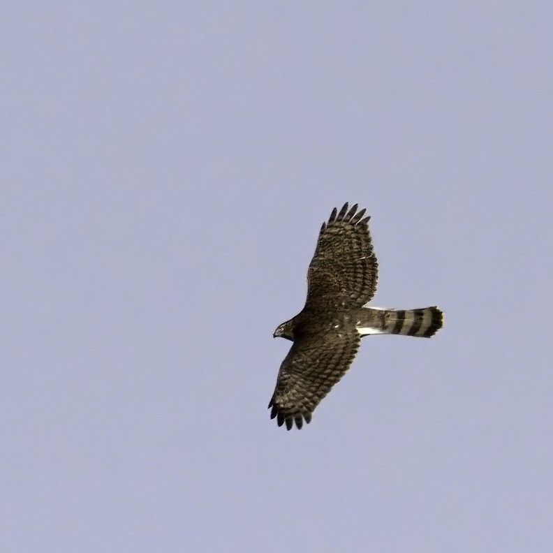 Cooper's Hawk - ML610964117