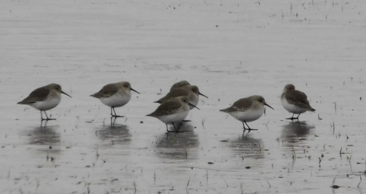 Dunlin - ML610964141