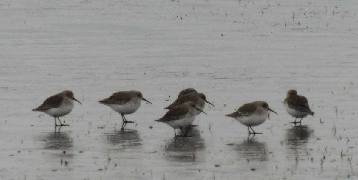 Dunlin - ML610964142