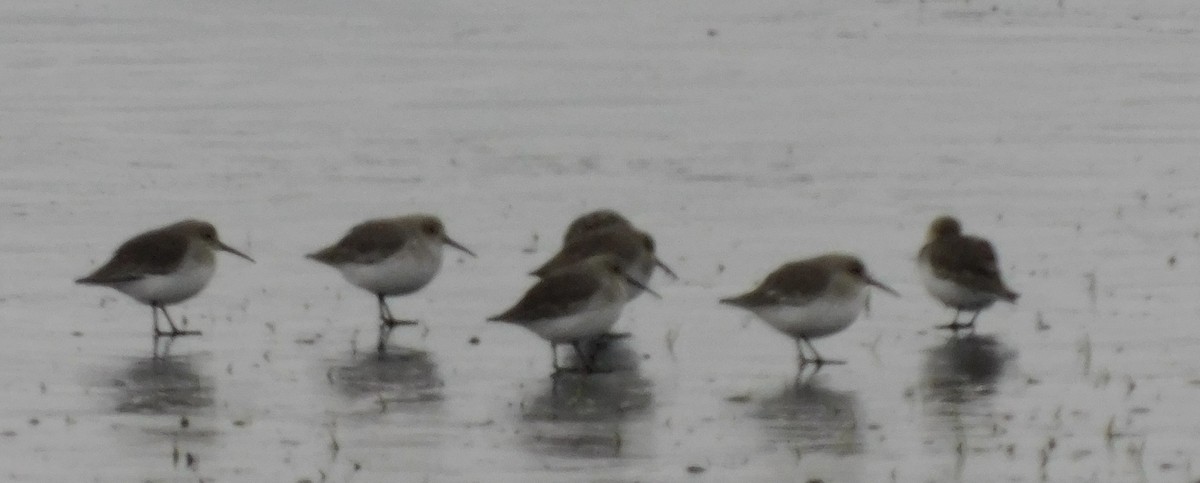 Dunlin - ML610964143