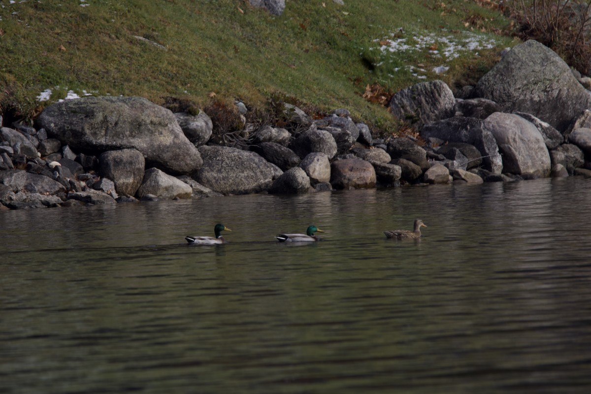 Mallard - ML610964149