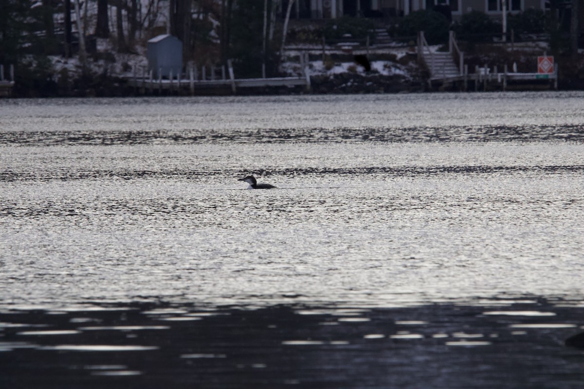 Common Loon - ML610964150