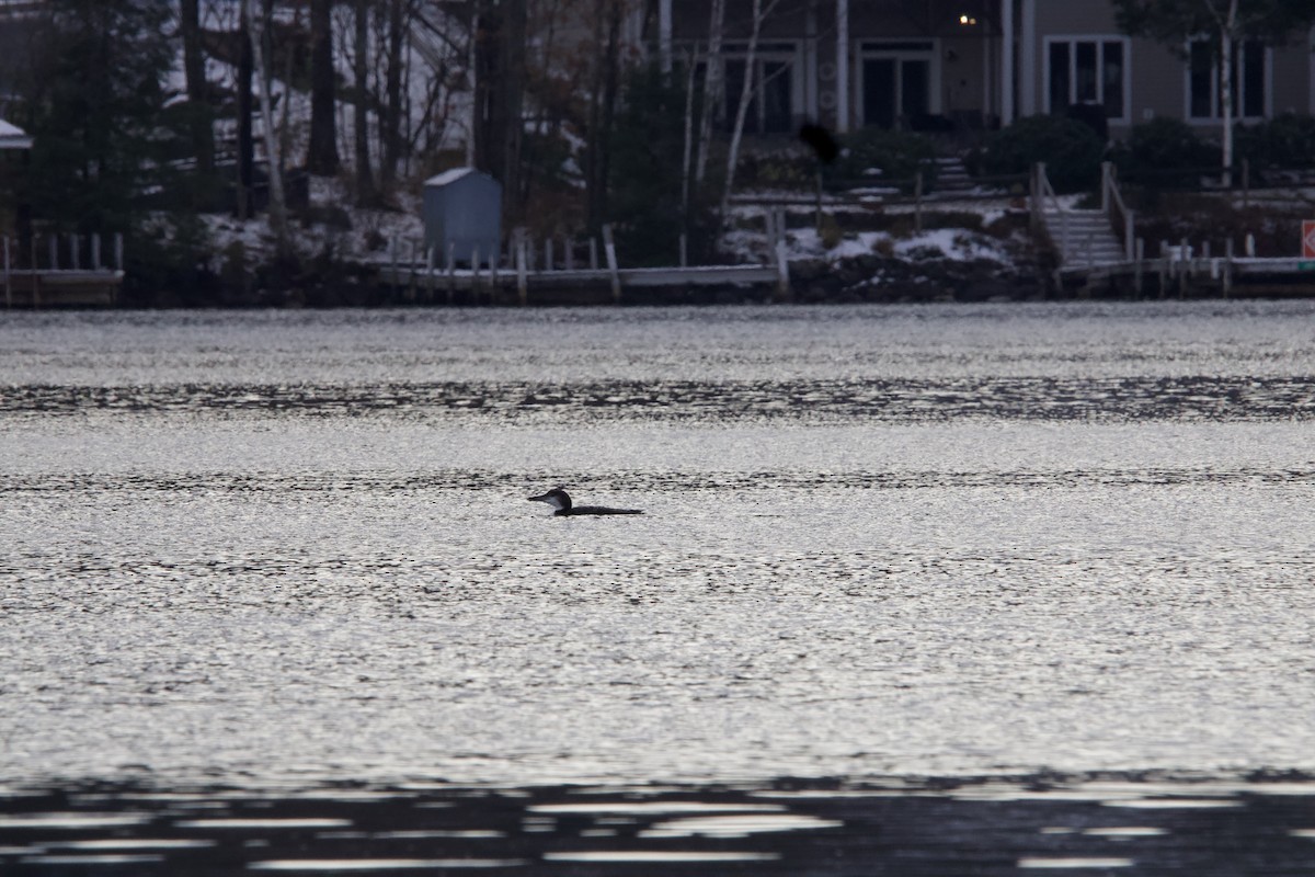 Common Loon - ML610964152