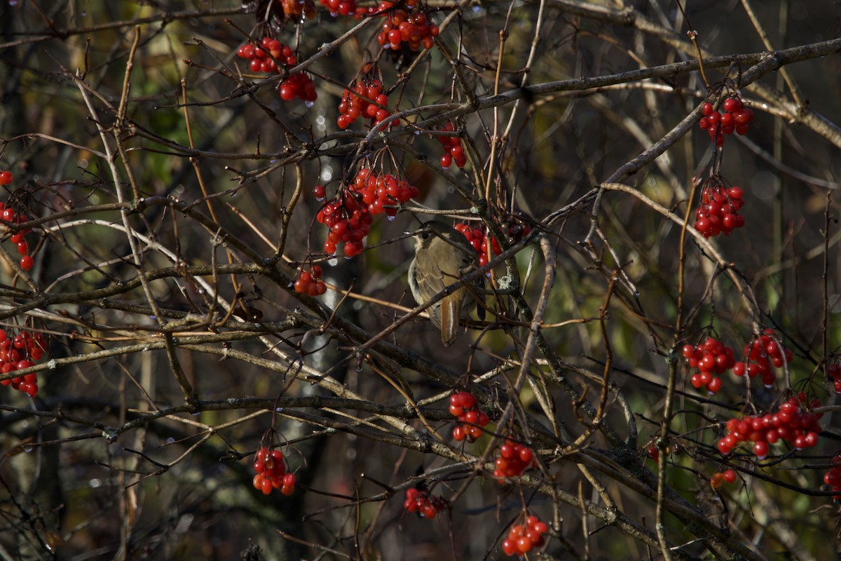 Hermit Thrush - ML610964158