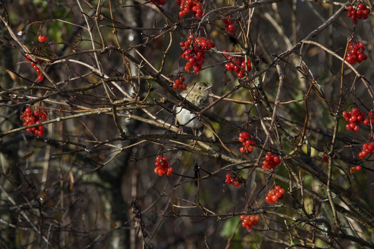 Hermit Thrush - ML610964159