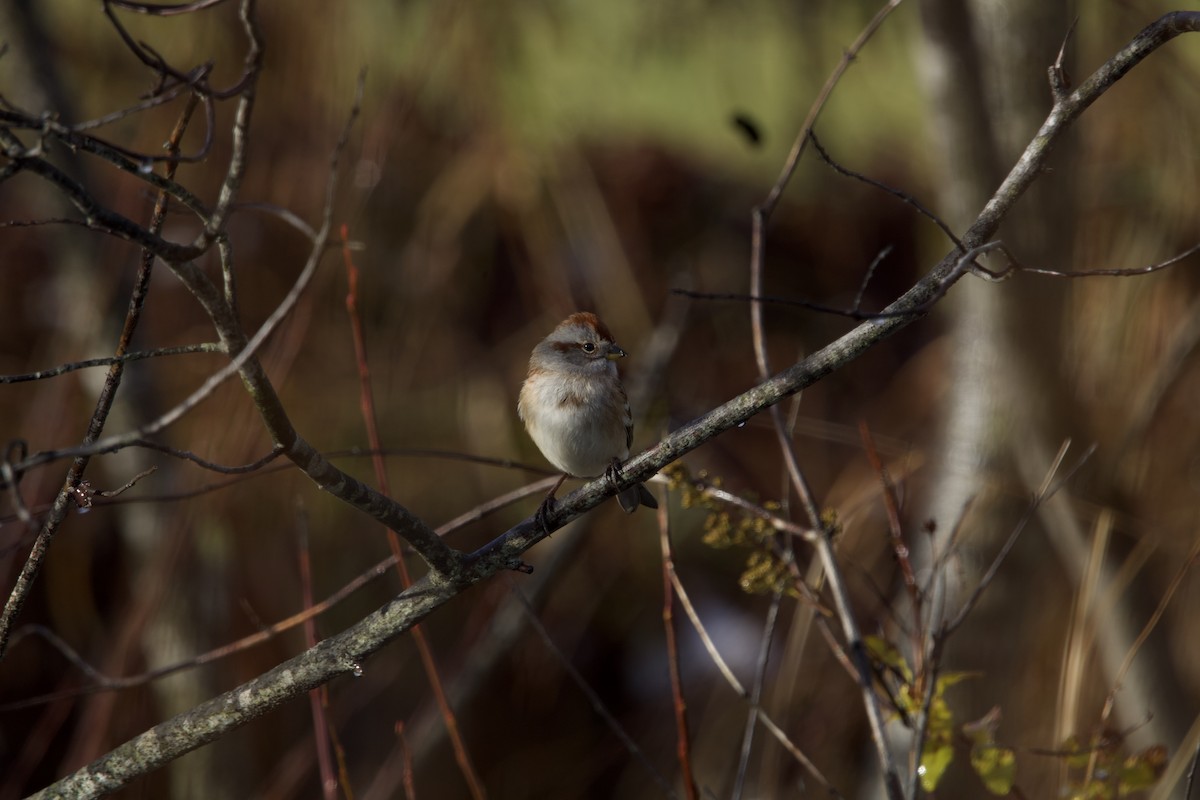 American Tree Sparrow - Danny Castriotta