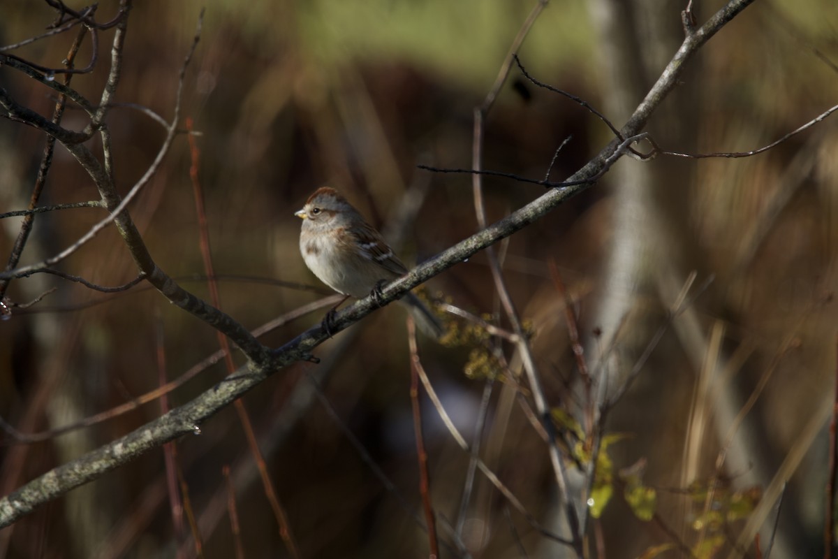 American Tree Sparrow - ML610964164