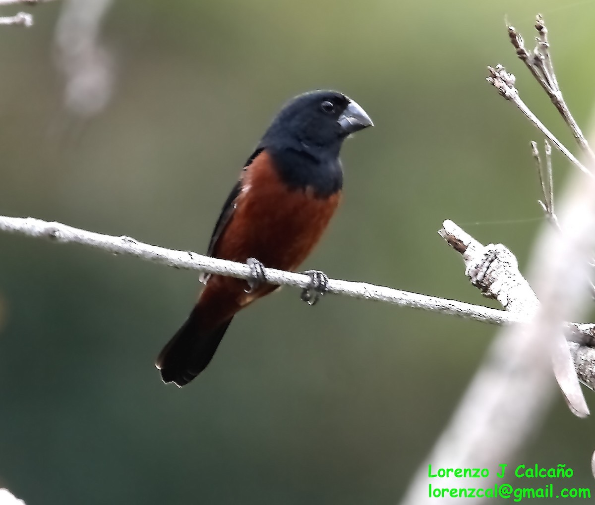 Chestnut-bellied Seed-Finch - ML610964199