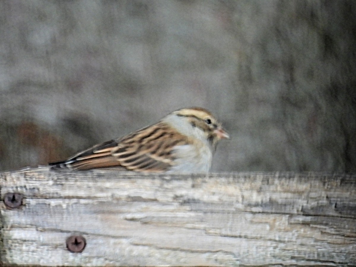Chipping Sparrow - ML610964203