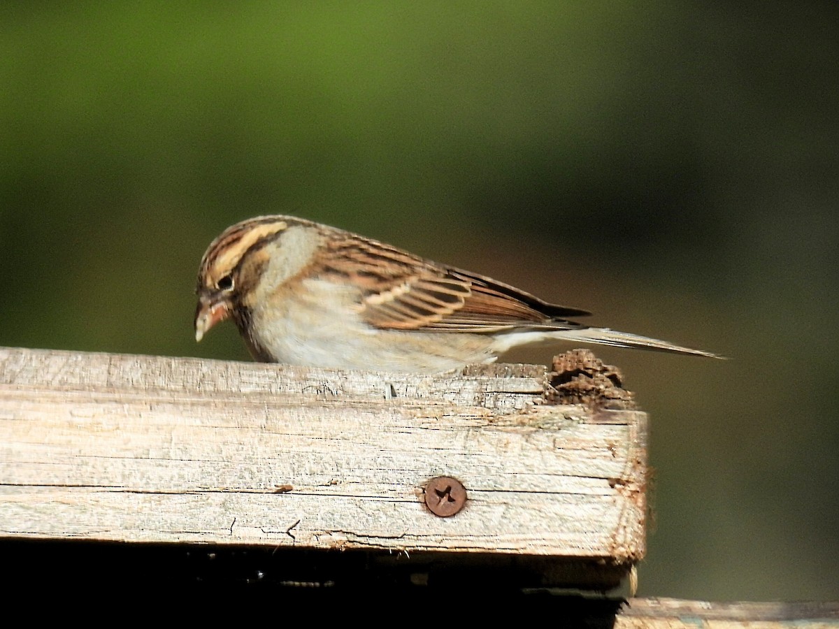 Chipping Sparrow - ML610964204