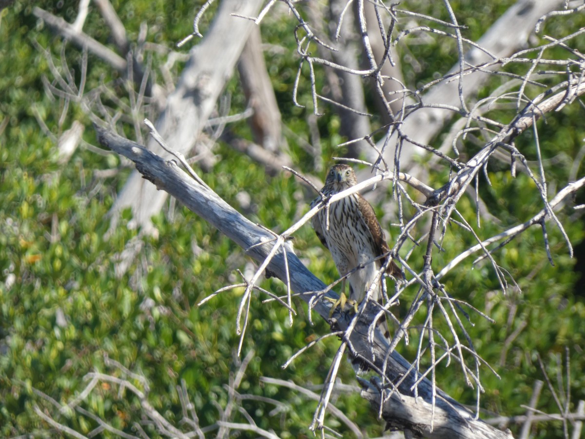 Cooper's Hawk - ML610964231