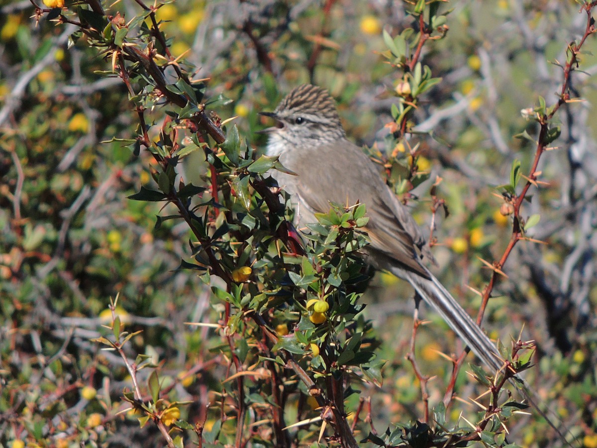 Plain-mantled Tit-Spinetail (pallida) - Simón Pla García