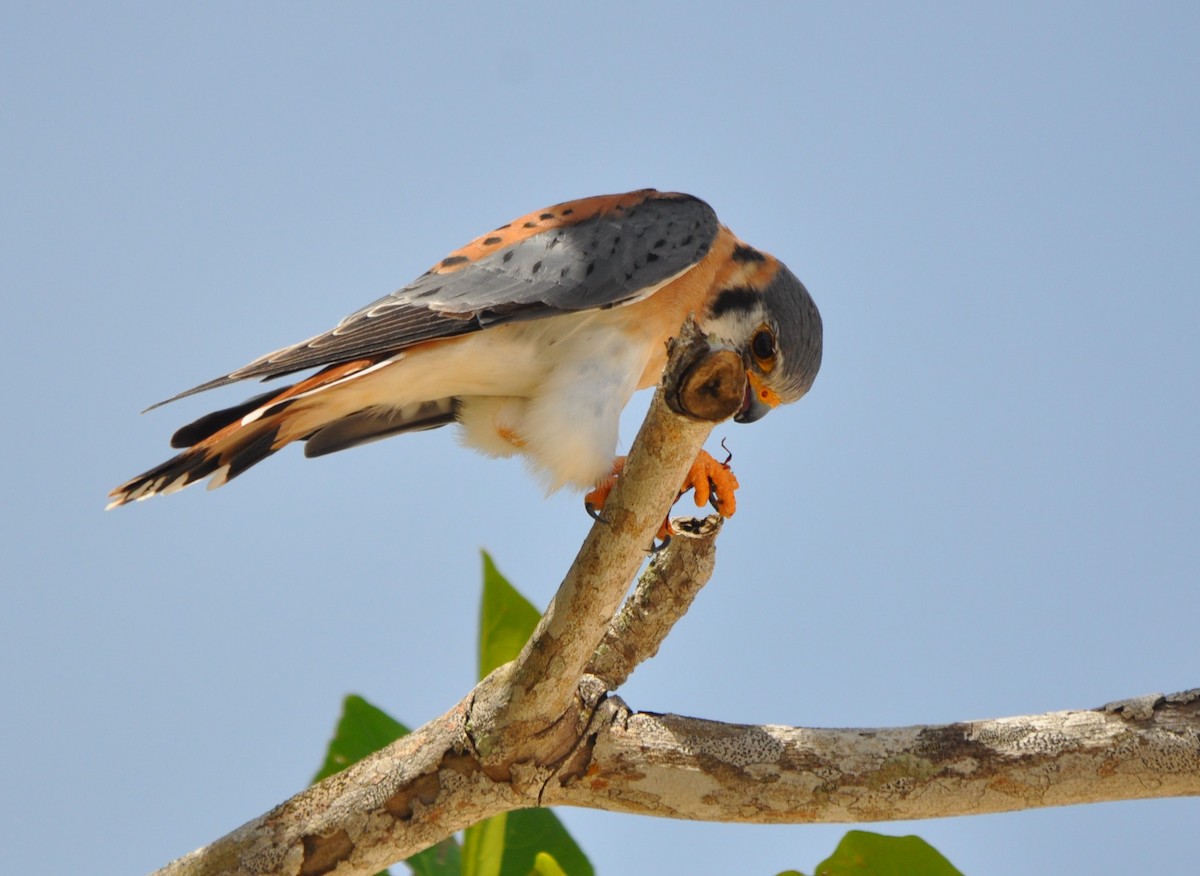 American Kestrel - ML610964260