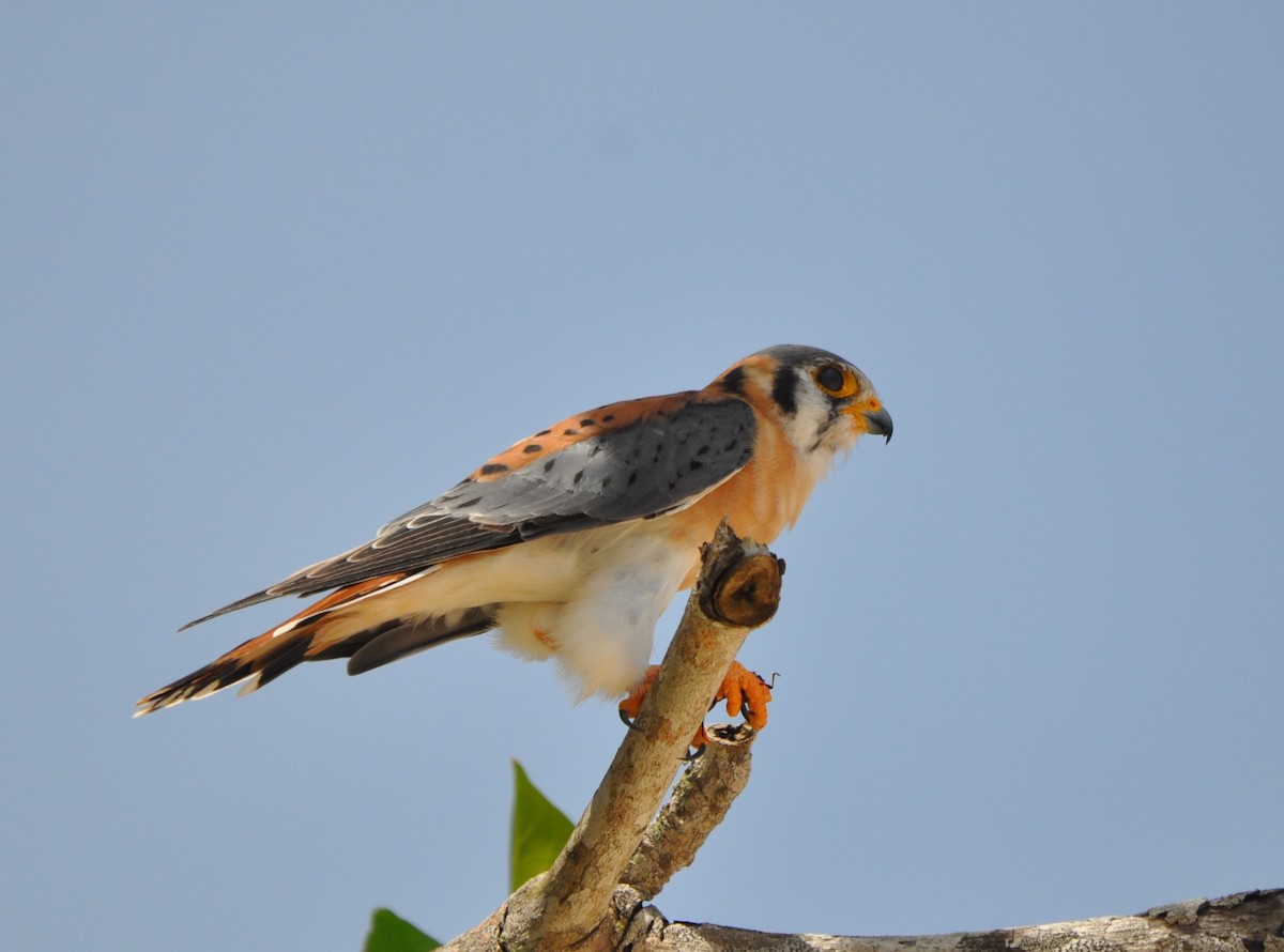 American Kestrel - ML610964261