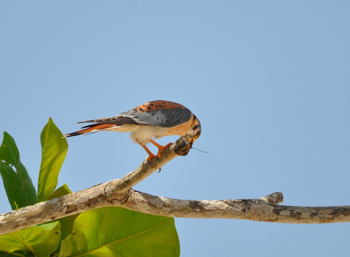 American Kestrel - ML610964262