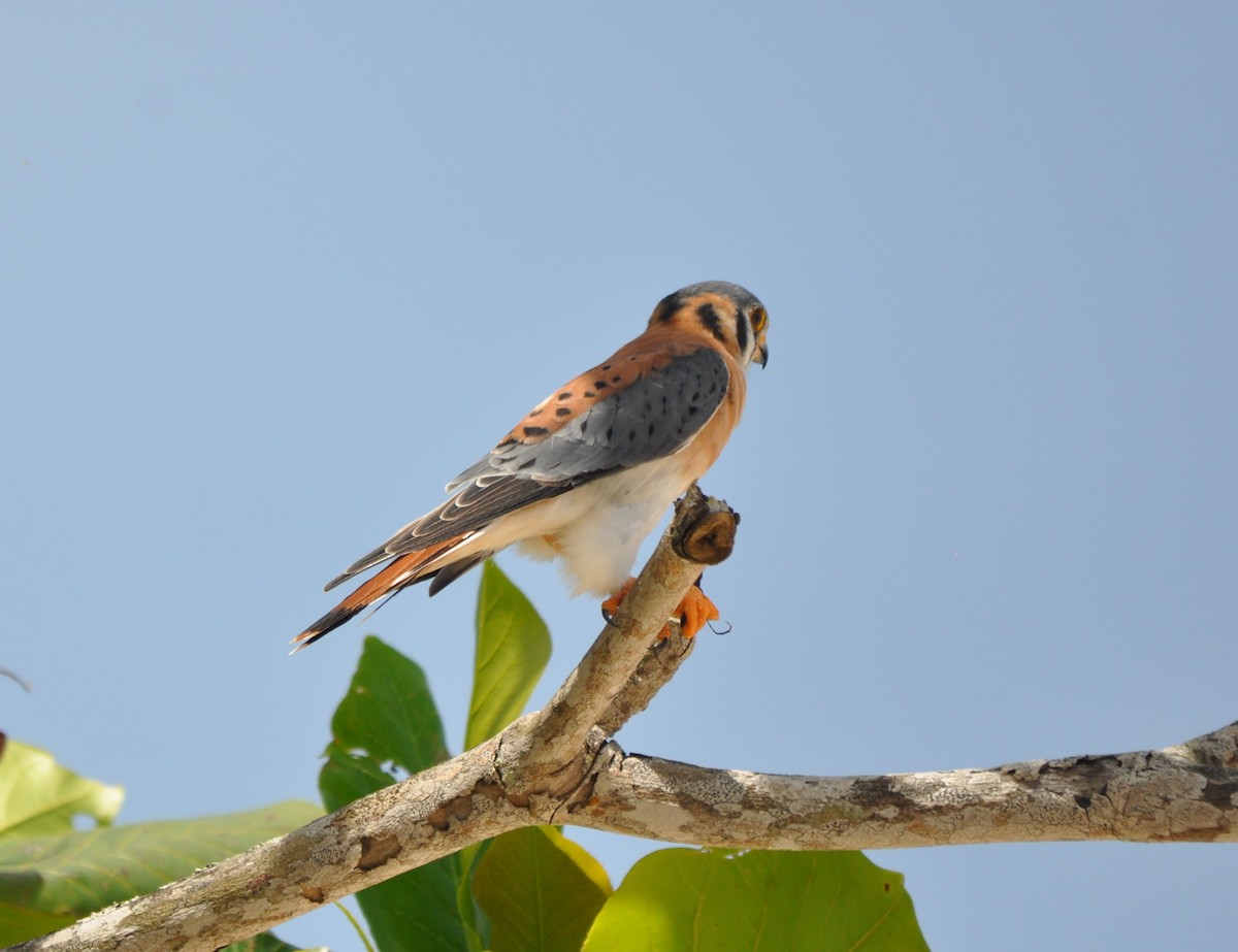 American Kestrel - ML610964267