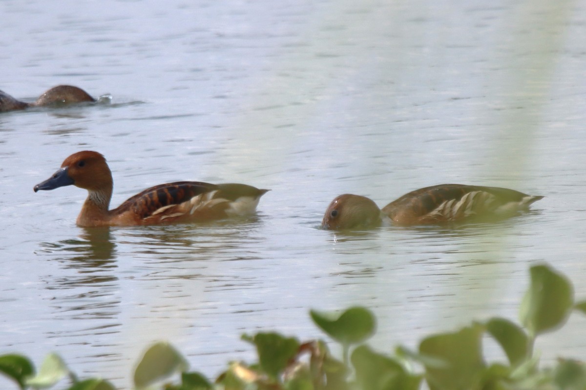 Fulvous Whistling-Duck - ML610964286
