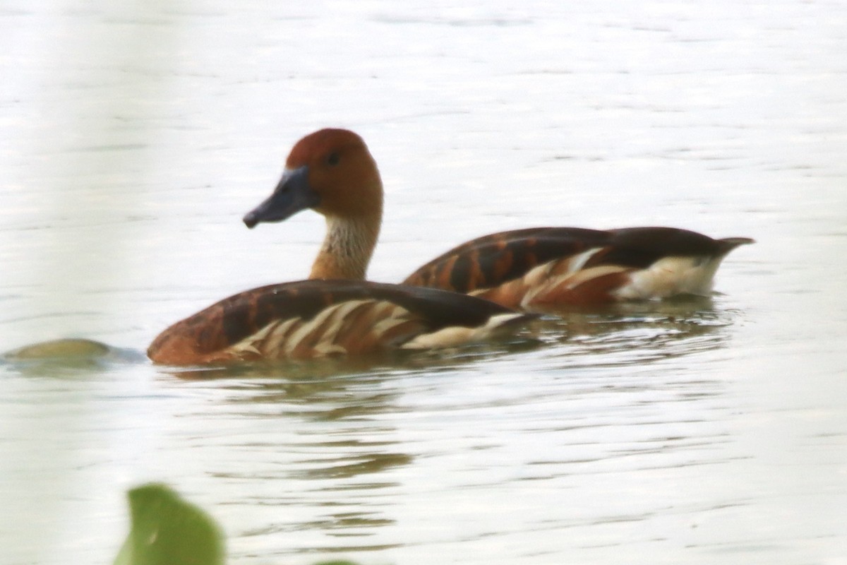 Fulvous Whistling-Duck - ML610964287