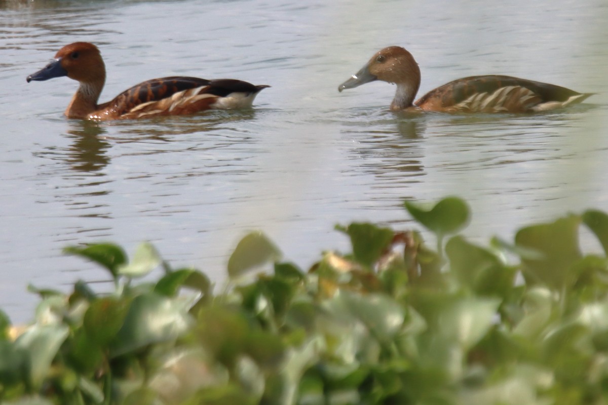 Fulvous Whistling-Duck - ML610964288