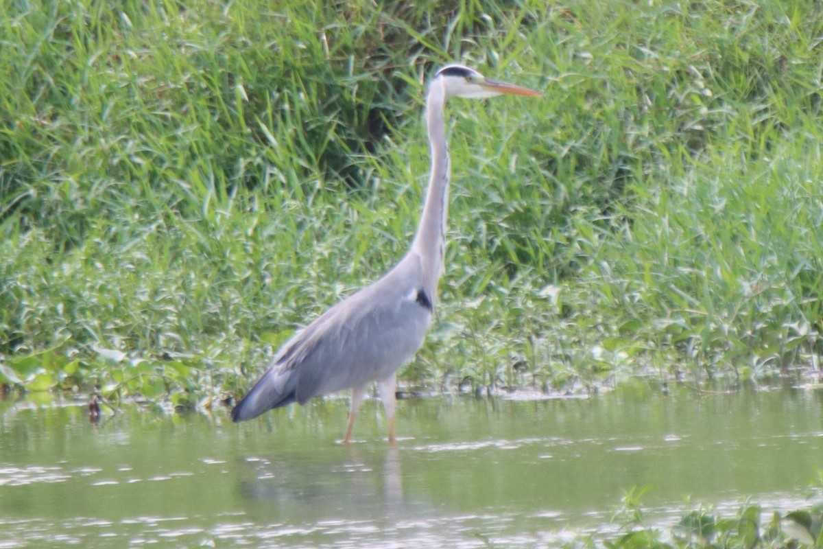 Gray Heron - ML610964347