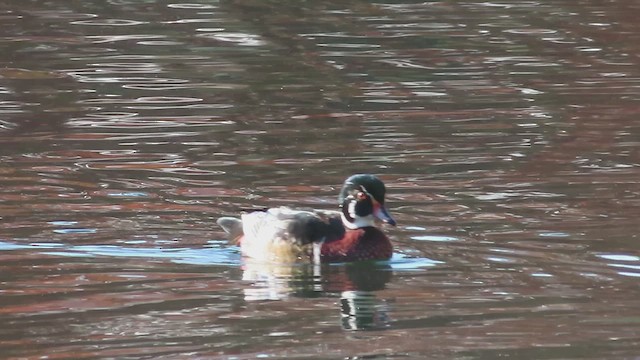 Wood Duck - ML610964384