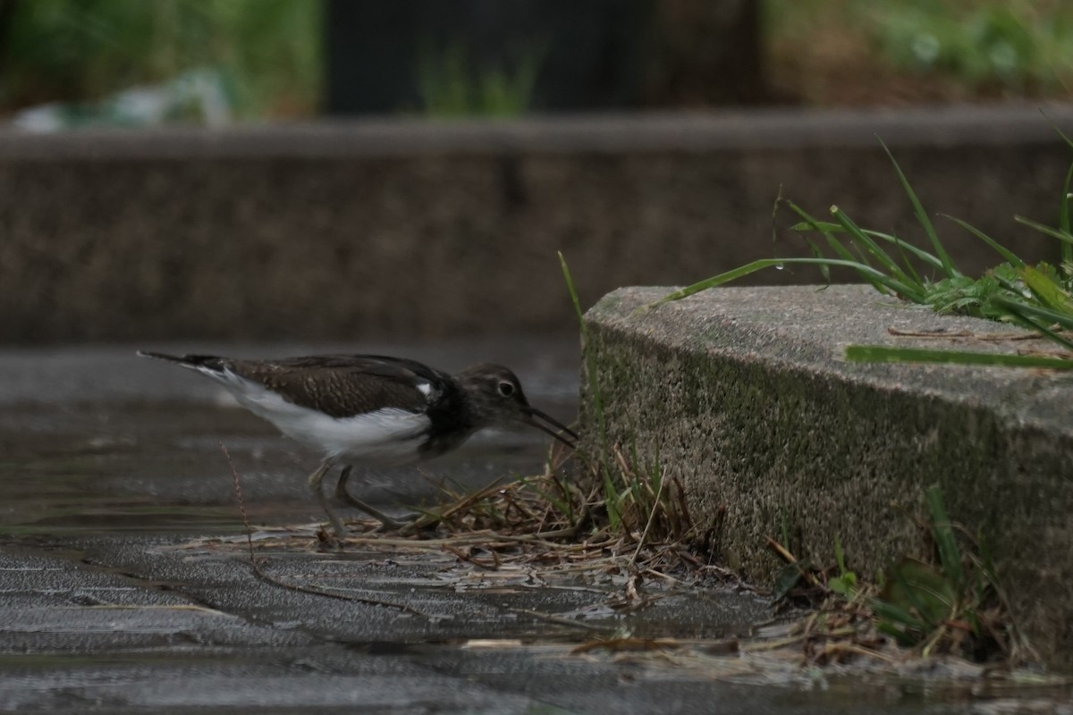 Common Sandpiper - Ander Alvarez