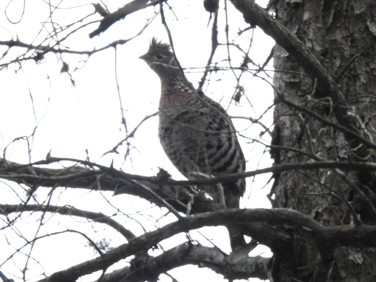 Ruffed Grouse - ML610964527