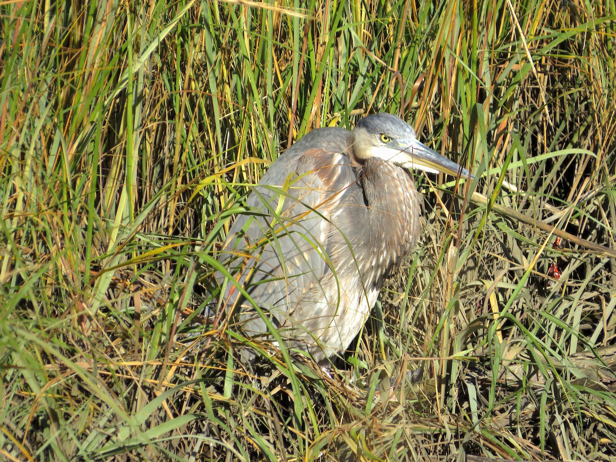 Great Blue Heron (Great Blue) - ML610964713