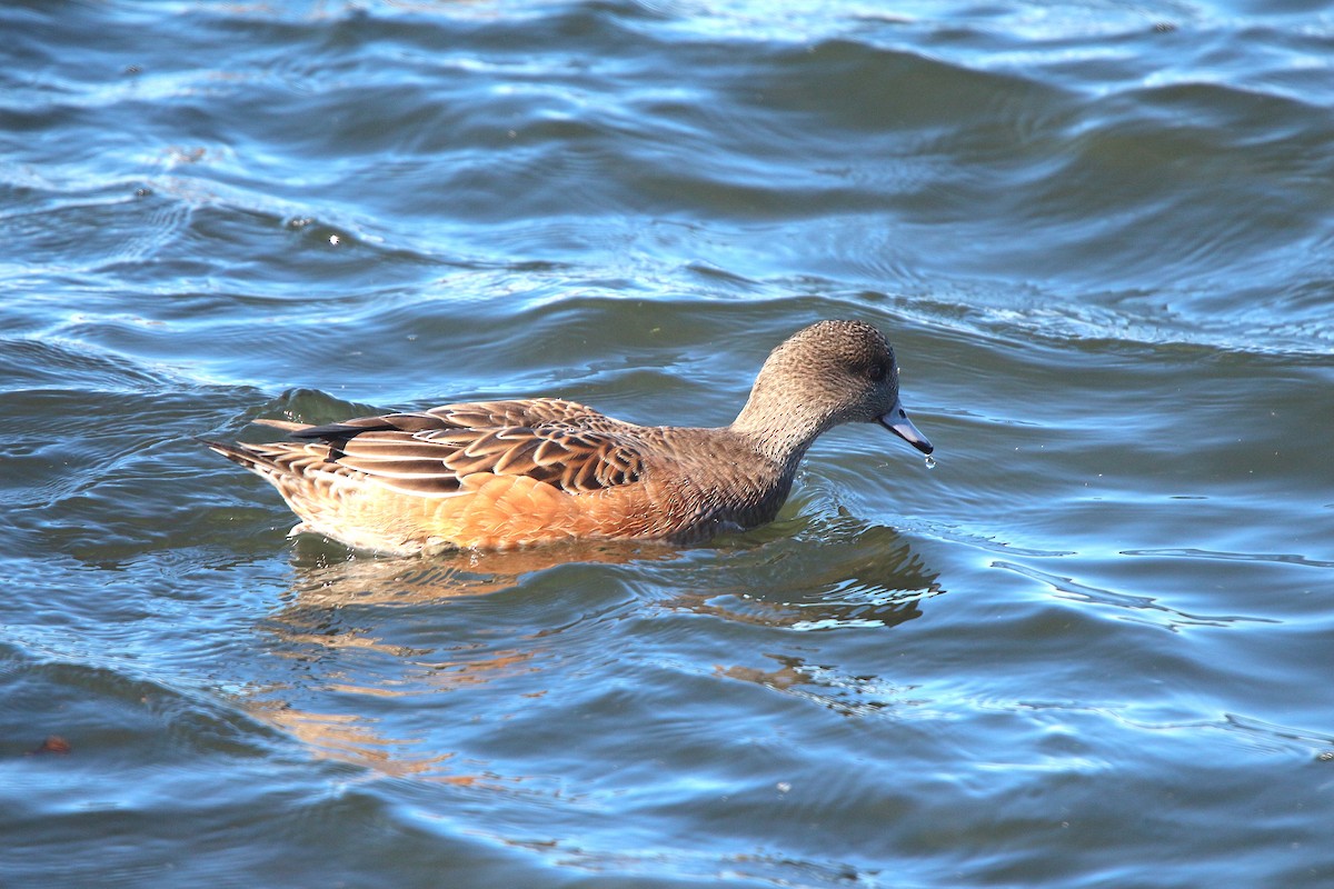 American Wigeon - ML610964715