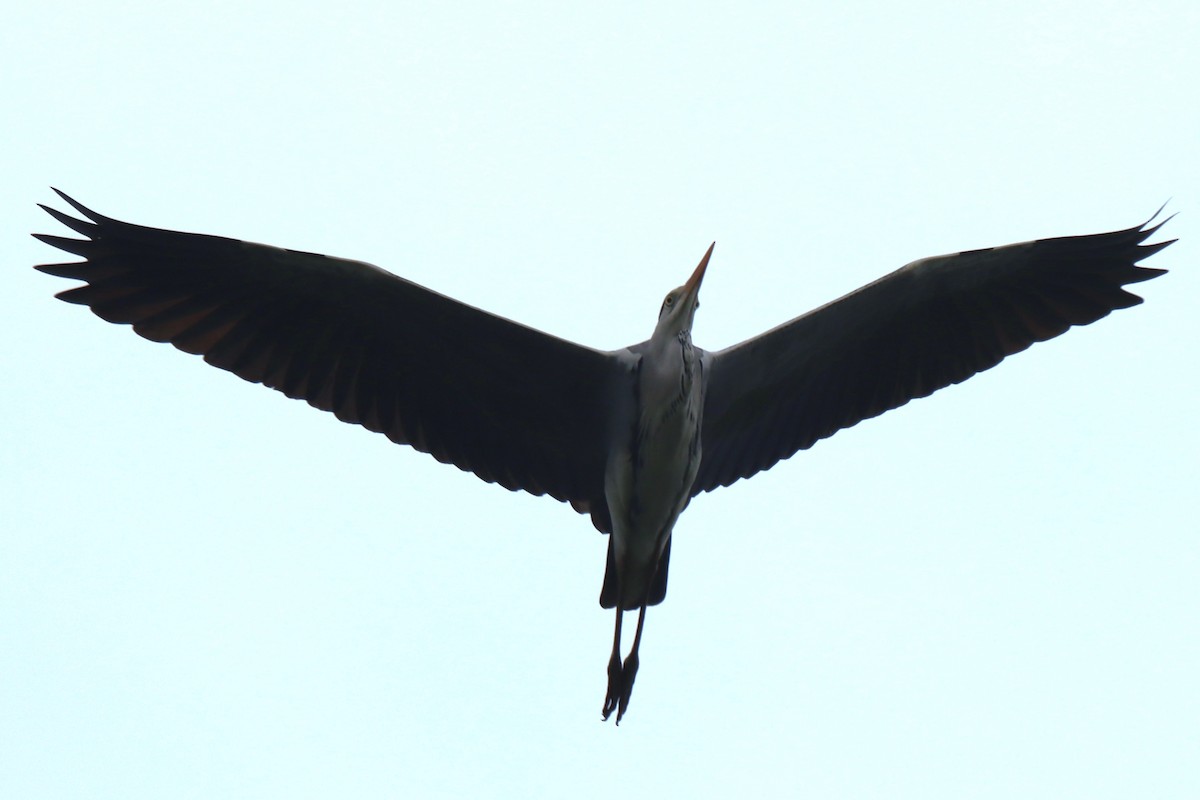蒼鷺 - ML610964724
