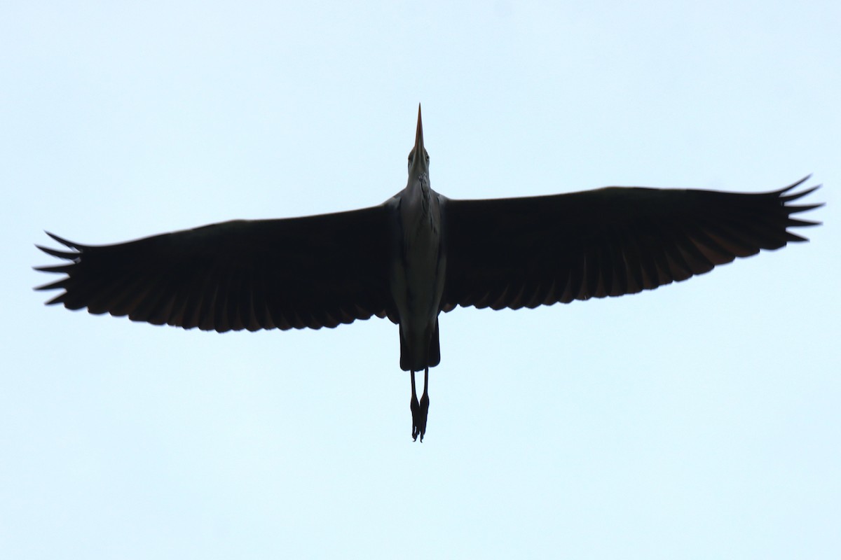 蒼鷺 - ML610964725
