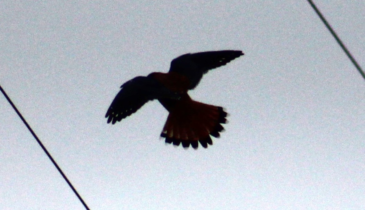 American Kestrel - Adair Bock