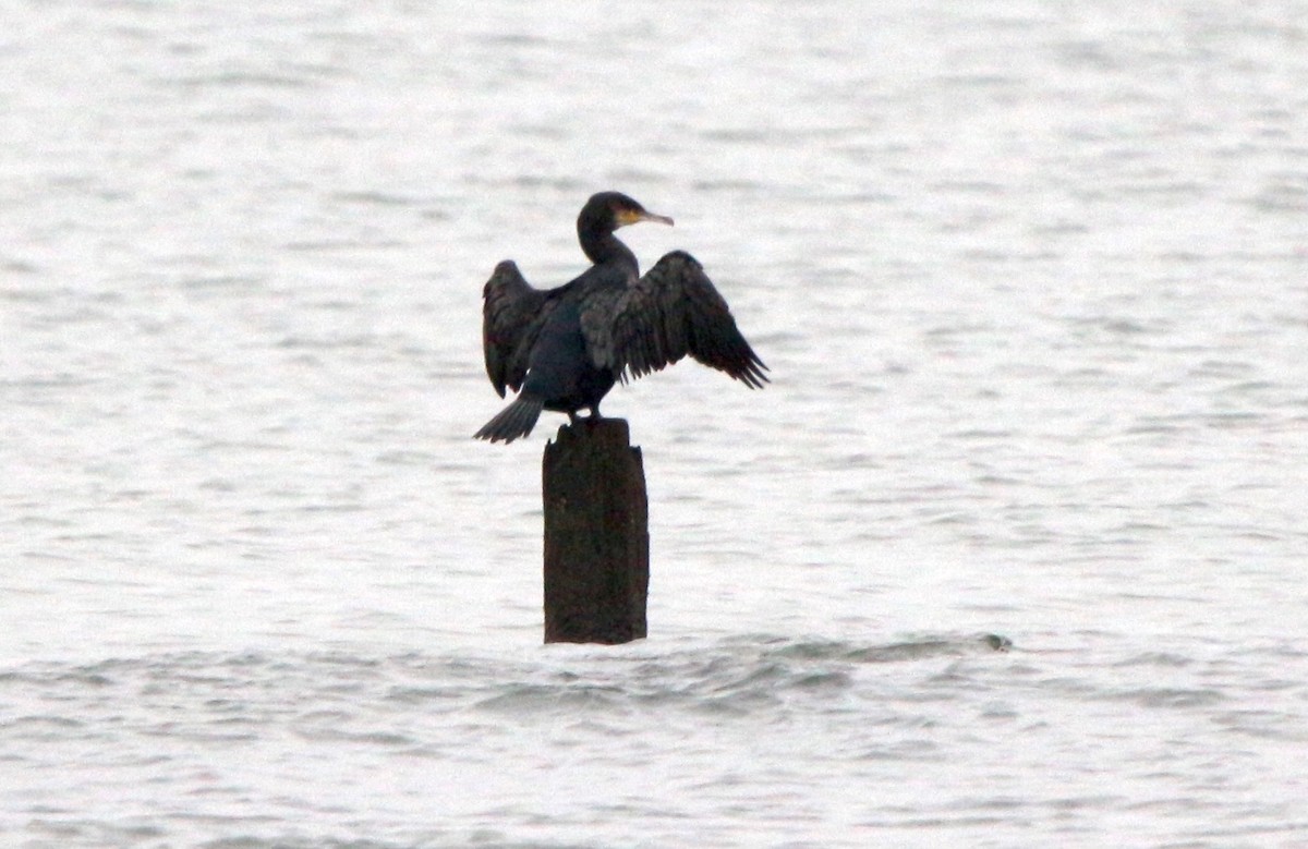 Great Cormorant - ML610964783