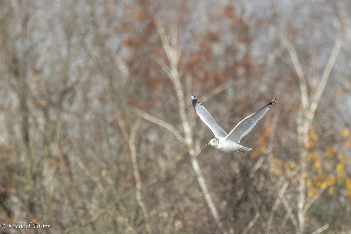 Ring-billed Gull - ML610964804