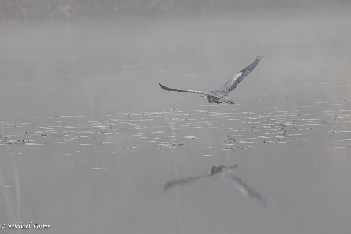 Great Blue Heron - ML610964810