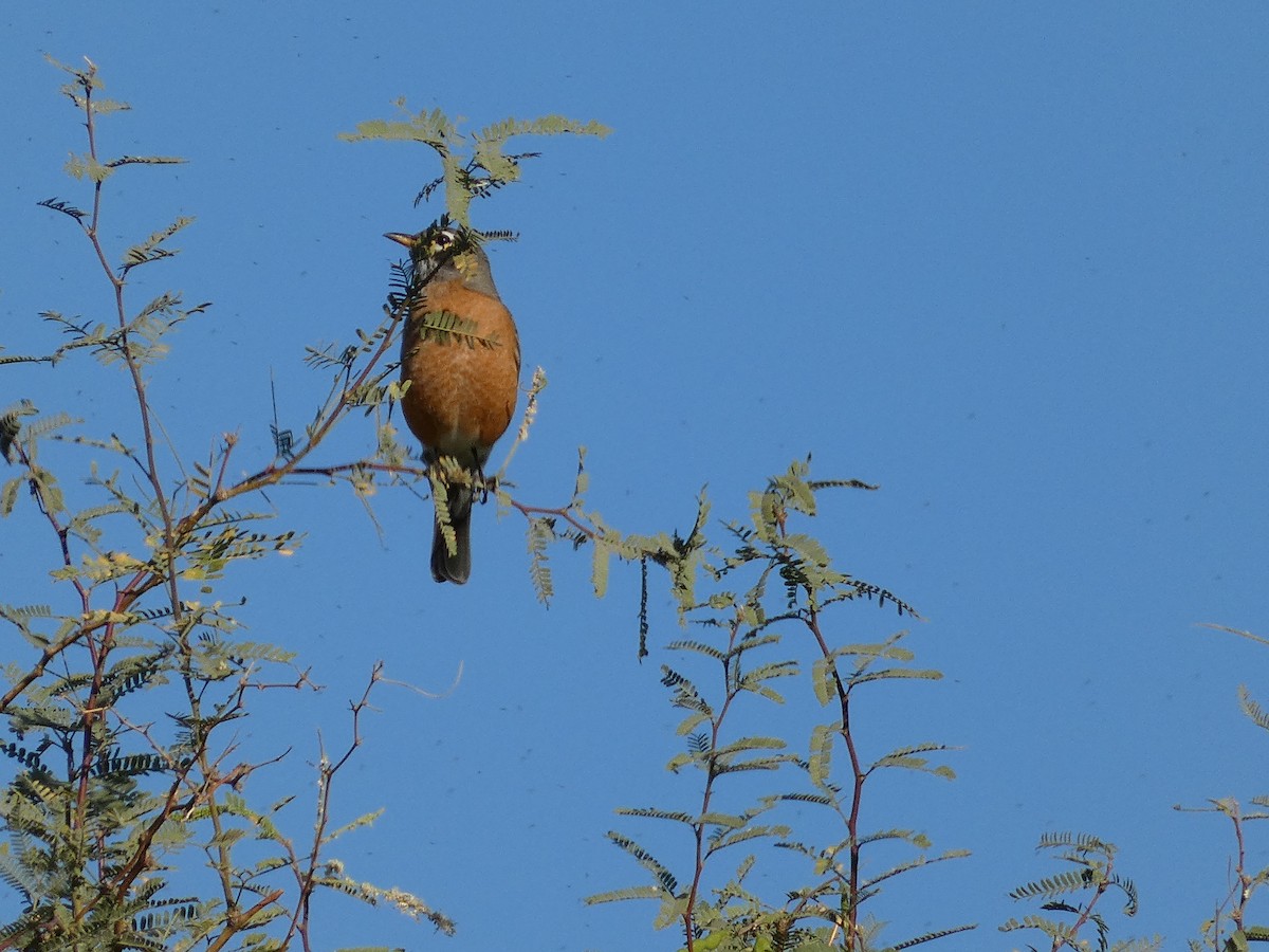 American Robin - ML610964845