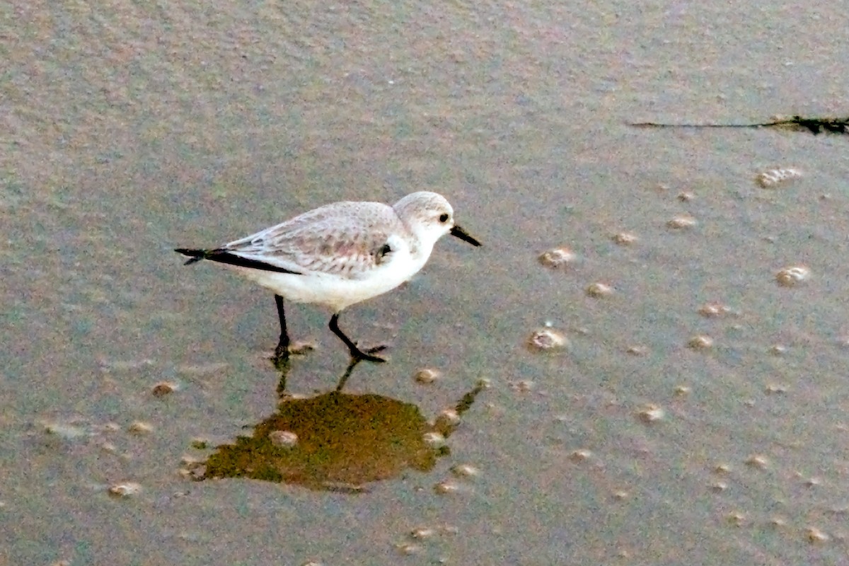 Bécasseau sanderling - ML610964854