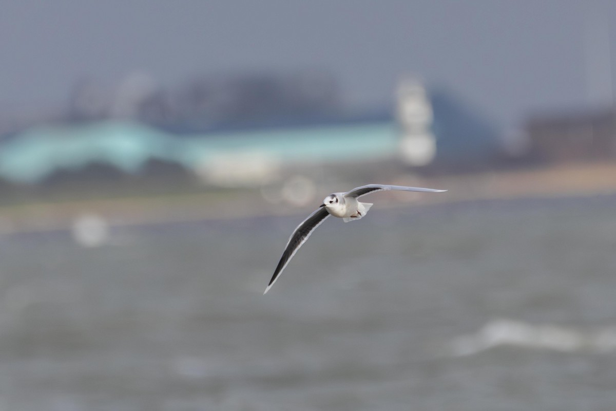 Little Gull - ML610964872
