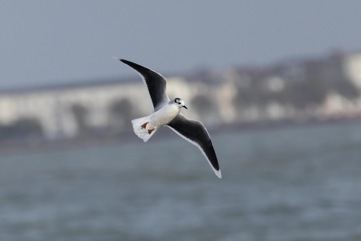 Little Gull - ML610964873