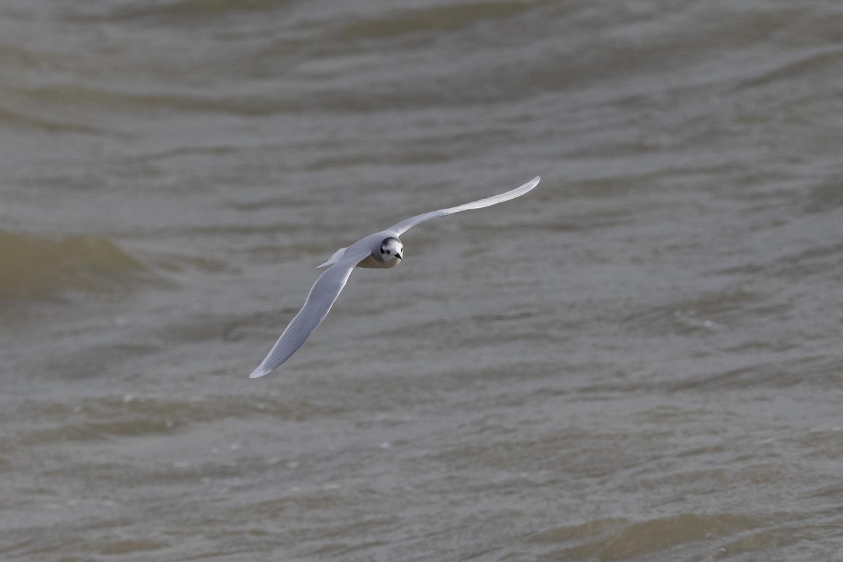 Little Gull - ML610964874