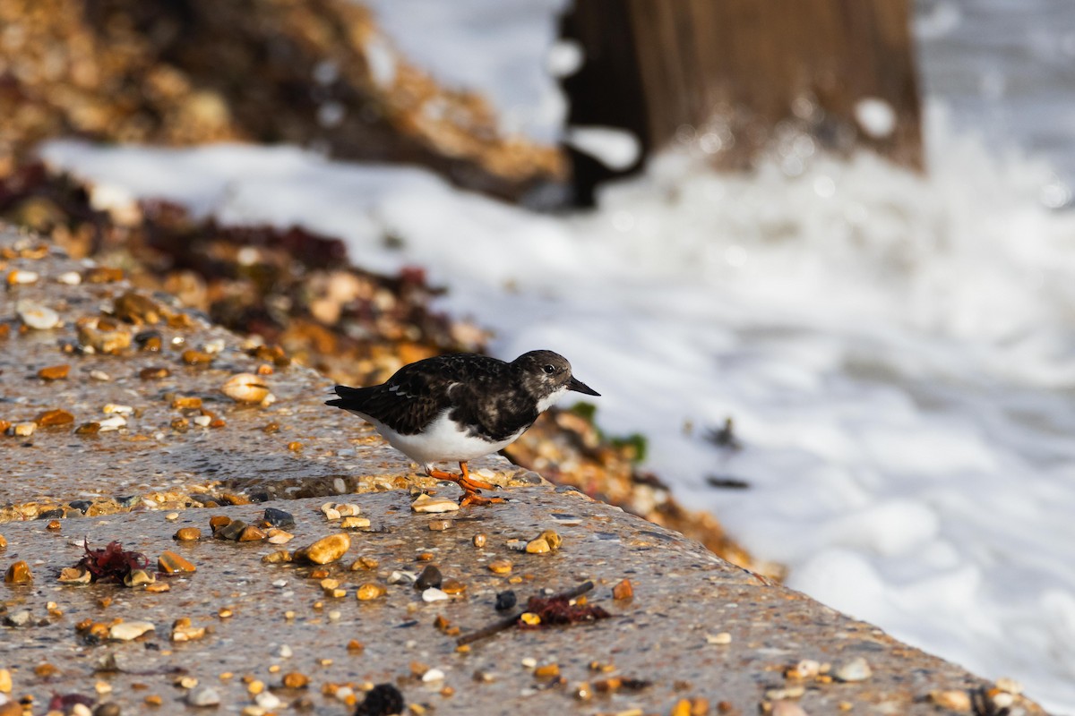 Ruddy Turnstone - ML610964878