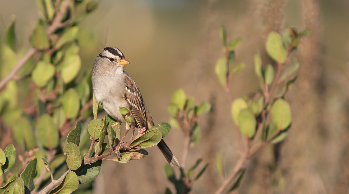 White-crowned Sparrow - ML610964917