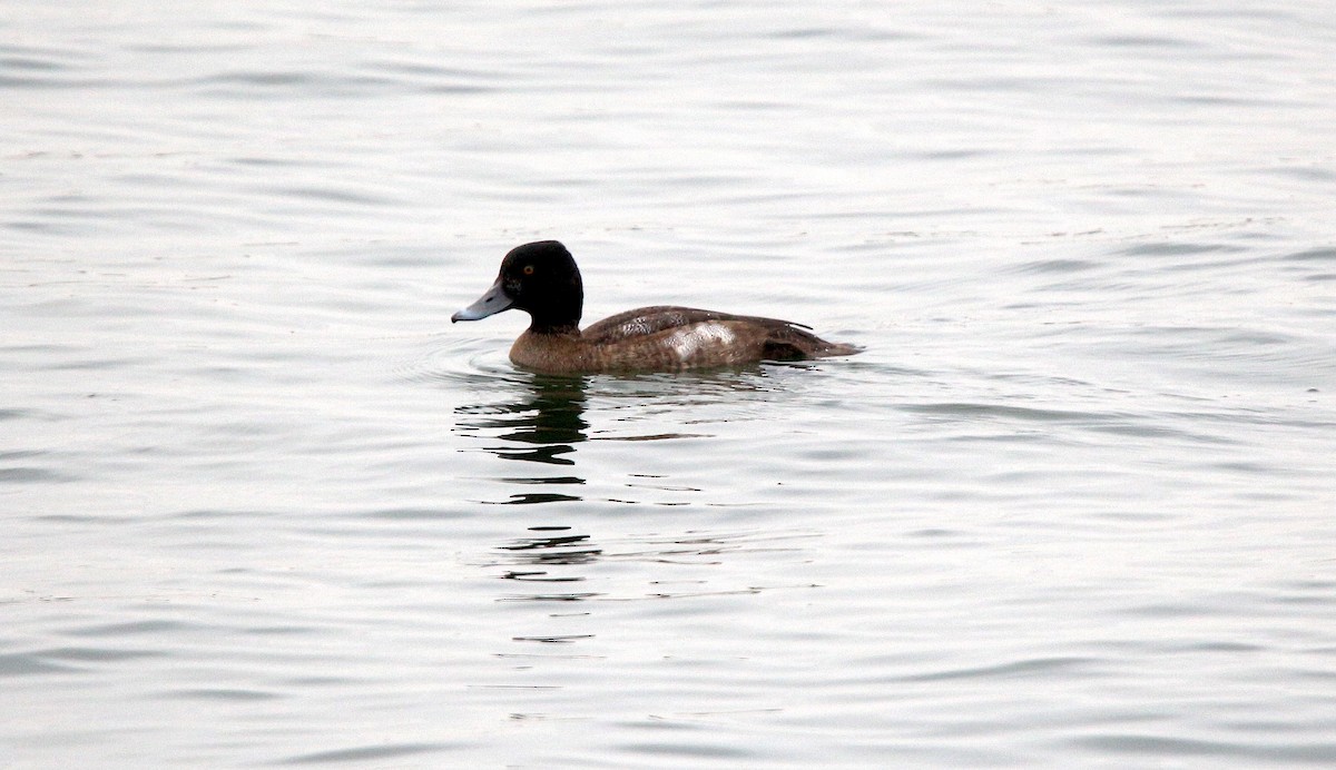 Lesser Scaup - ML610965067