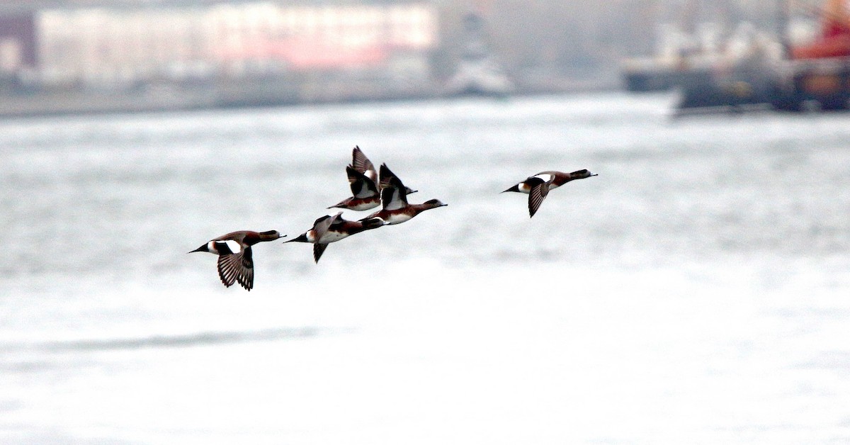 American Wigeon - ML610965074